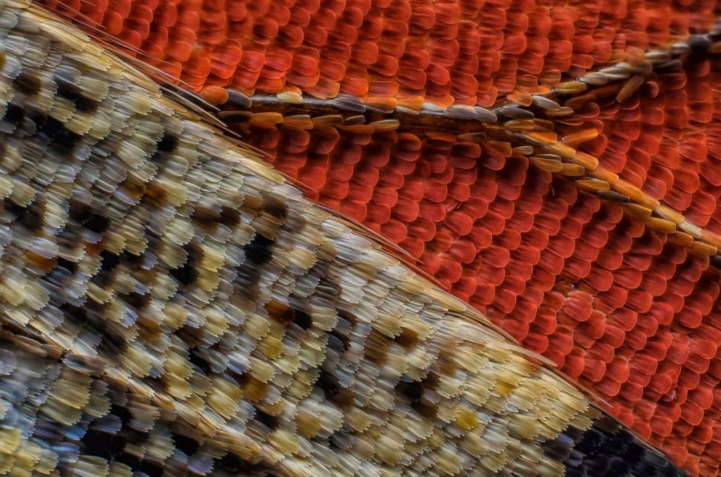 Scales of a butterfly wing underside