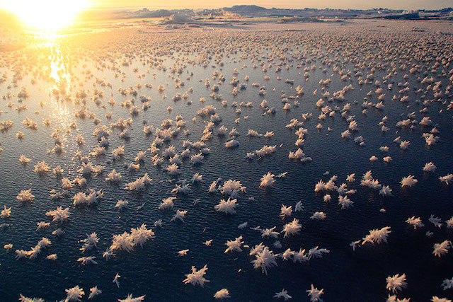 Frost Flowers in the Arctic Ocean by Matthias Wietz
